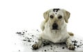 DIRTY MIXEDBRED GOLDEN RETRIEVER AND MASTIFF DOG, AFTER PLAY IN Royalty Free Stock Photo