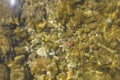 The dirty moss covered pebbles under the water