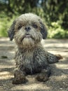 Dirty muddy dog laying down. toned photo