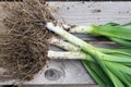 Dirty muddy organic leeks