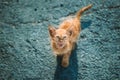 Dirty, Murky, Sickly Red Kitten Mercifully Meows On Street. Homeless Ginger Cat Outdoor In Street