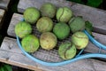 Dirty old tennis balls and vintage tennis racket on wooden bench. Close-up, top view. Leisure, activity, outdoor games Royalty Free Stock Photo