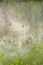 Dirty old wall with grass. Background. Texture Royalty Free Stock Photo