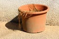 Dirty orange flower pot with dried plant in front of family house wall Royalty Free Stock Photo