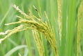 Dirty Panicle Disease