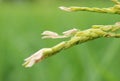 Dirty Panicle Disease