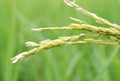 Dirty Panicle Disease