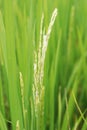 Dirty Panicle Disease