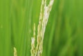 Dirty Panicle Disease