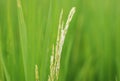 Dirty Panicle Disease