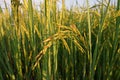 Dirty panicle disease in rice from fungi