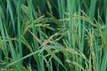 Dirty panicle disease on rice