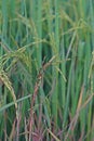 Dirty panicle disease on rice