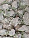 Dirty paving blocks texture. Moss brick paving walkway for backgrounds and illustrations