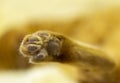 Dirty paw of a red cat close up Royalty Free Stock Photo
