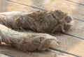 Dirty paws of a dog in the sand.