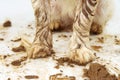 DIRTY PAWS OF A JACK RUSSELL DOG. ISOLATED ON WHITE BACKGROUND