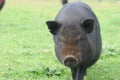 Schmutzig ein Schwein 