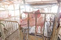 Dirty pig in iron cage at agriculture farm