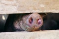 Dirty pig with muddy snout in organic farm pigsty, close-up on pig`s nose Royalty Free Stock Photo