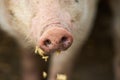 Dirty pig nose eating. Close up Royalty Free Stock Photo