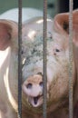 Dirty pig snout behind bars in a pigsty close-up Royalty Free Stock Photo