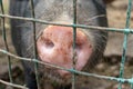 Dirty pig snout nose behind the bars of a pigsty close up Royalty Free Stock Photo