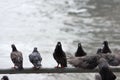 Dirty pigeons perch on rail