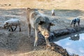 Dirty pigs family covered in mud in the farm near to water