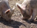 Dirty Pigs Feeding Royalty Free Stock Photo