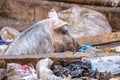 Dirty pigs are looking for food in the garbage