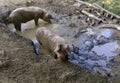Dirty pigs in mud