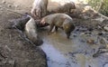 Dirty pigs in mud