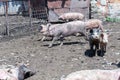 Dirty pigs and piglets grazing on a pig farm. Natural organic pig breeding. Farming. Stockbreeding Royalty Free Stock Photo