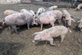 Dirty pigs and piglets grazing on a pig farm. Natural organic pig breeding. Farming. Stockbreeding Royalty Free Stock Photo