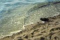 Dirty plastic waste on beaches float along the waves, marine pollution harmful to humans and aquatic animals, degraded ecological