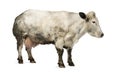 Dirty pregnant Belgian blue cow, isolated
