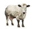 Dirty pregnant Belgian blue cow, isolated