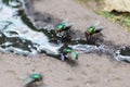 Dirty puddle after flood with dirt and mudd and many flies show danger of infections epidemic plagues pestilence and epidemic cont