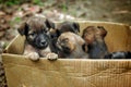 Dirty puppies mongrel were left in paper box look poor and pitiful