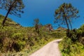 Dirty road with Araucaria trees in Urubici area, Brazil