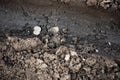 Dirty road with clods of soil Royalty Free Stock Photo