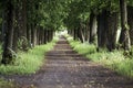 Dirty road footpath framed by oak trees in summer. Selective focus