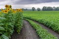 Dirty road among sunflower and soybean agricultural fields Royalty Free Stock Photo