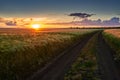 Dirty road on wheat field at sunset Royalty Free Stock Photo