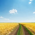 Dirty road in yellow field under blue sky Royalty Free Stock Photo