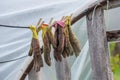 Dirty rubber garden gloves hanging on line with clothespins in plastic polythene greenhouse Royalty Free Stock Photo