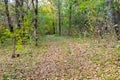 Dirty rural road in forest on autumn Royalty Free Stock Photo