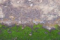 Dirty sand wall with green lichen background Royalty Free Stock Photo