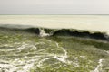 Dirty sea water full of seaweed Royalty Free Stock Photo